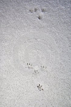 Least Weasel (Mustela nivalis) tracks on snow in winter