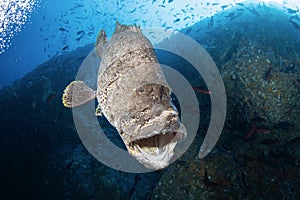 Leather bass, zero cuero, Malpelo island photo