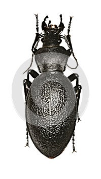 Leather Beetle on white Background