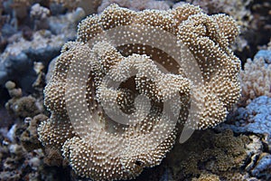 Leather Coral in Red Sea