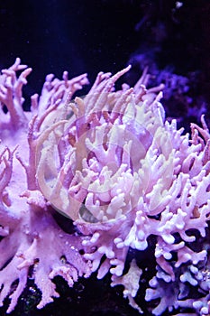 Leather coral Sinularia