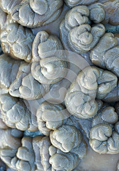 Leather corals background