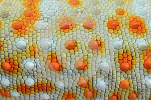 Leather of gecko