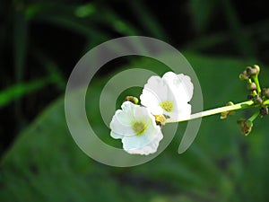 Leather hat flower - Echinodorus grandiflorus