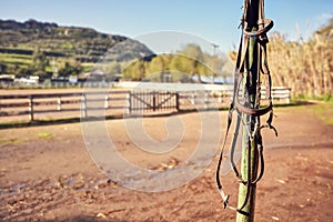 Leather horse bridle