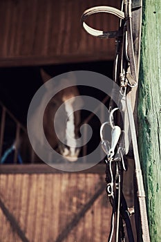 Leather horse bridle