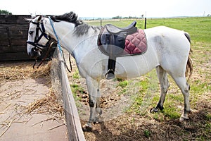 Leather horse saddle on a grey horseback