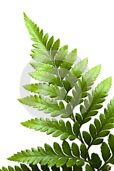 Leather-leaf fern leaf