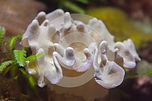 Leather mushroom coral (Sarcophyton sp).