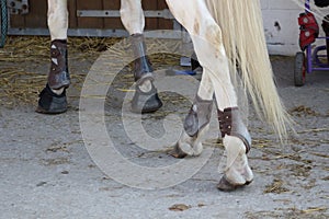 Leather protections for legs and balls of anterior and posterior horses set up with hoof bell angle of view of rear