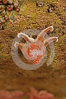 Leather Star Drooping From a Tide Pool Rock