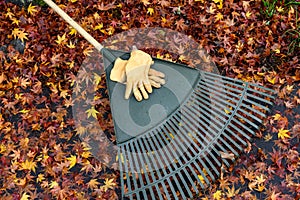 Leather work gloves and plastic rake with lots of wet maple leaves, fall cleanup