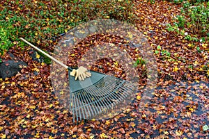 Leather work gloves and plastic rake with lots of wet maple leaves, fall cleanup