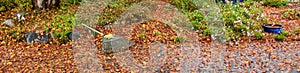 Leather work gloves and plastic rake with lots of wet maple leaves, fall cleanup