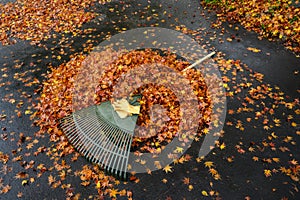 Leather work gloves and plastic rake with lots of wet maple leaves, fall cleanup