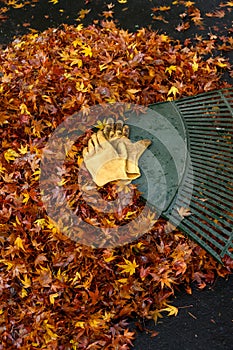 Leather work gloves and plastic rake with lots of wet maple leaves, fall cleanup