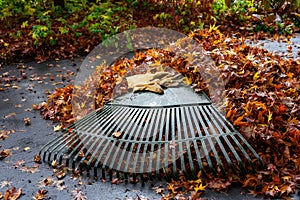 Leather work gloves and plastic rake with lots of wet maple leaves, fall cleanup