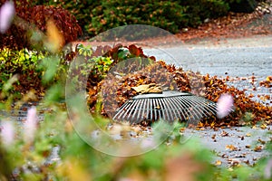 Leather work gloves and plastic rake with lots of wet maple leaves, fall cleanup