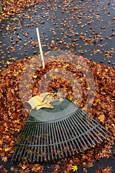 Leather work gloves and plastic rake with lots of wet maple leaves, fall cleanup