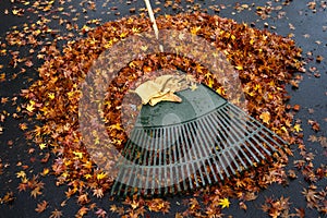 Leather work gloves and plastic rake with lots of wet maple leaves, fall cleanup