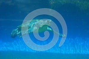 Leatherback Sea Turtle Underwater