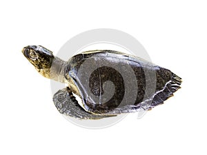 Leatherback Sea Turtle on white