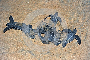 Leatherback sea tutle img