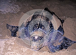 Leatherback Turtle.