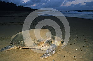 Leatherback Turtle on beach