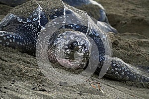 Leatherback turtle close-up at Grande Riviere beach in Trinidad and Tobago at sunrise