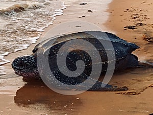 Leatherback turtle on french guyana beach