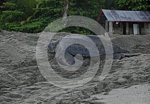 Leatherback Turtle at Grande Riviere beach in Trinidad and Tobago at sunrise