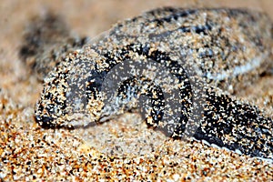 Leatherback Turtle Hatchling