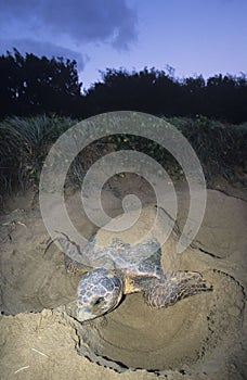 Leatherback Turtle nesting on beach