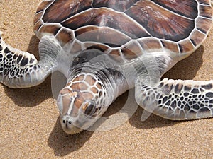 Leatherback turtle on Phuket beach