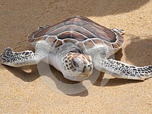 Leatherback turtle on Phuket beach