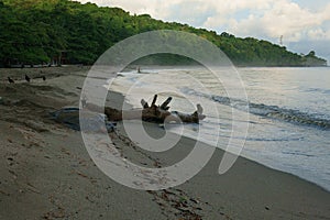 Leatherback turtle returning to sea at Grande Riviere beach in Trinidad and Tobago at sunrise