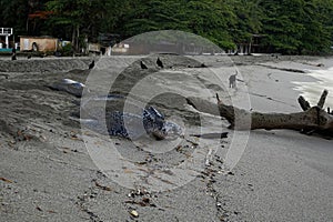 Leatherback turtle returning to sea at Grande Riviere beach in Trinidad and Tobago at sunrise