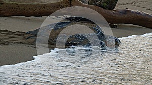 Leatherback turtle returning to sea at Grande Riviere beach in Trinidad and Tobago at sunrise