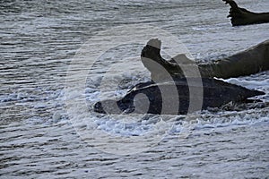 Leatherback turtle in the sea at Grande Riviere beach in Trinidad and Tobago at sunrise