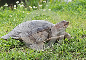 Soft-Shelled Turtle