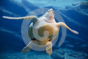 Leatherback Turtle Swimming
