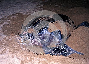 Leatherback turtle, Tobago.