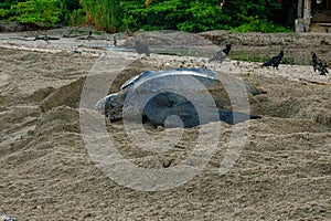 Leatherback turtles at Grande Riviere beach in Trinidad and Tobago at sunrise