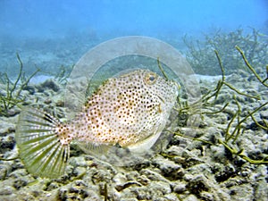 Leatherjacket Fish