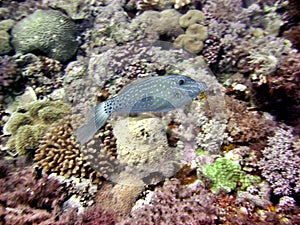 Leatherjacket Fish