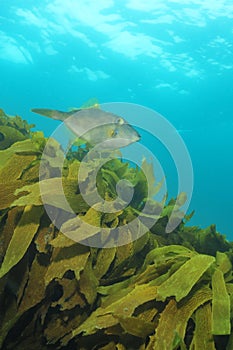 Leatherjacket and kelp forest