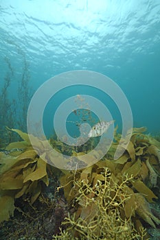 Leatherjacket among seaweeds