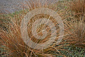 Leatherleaf sedge clumps