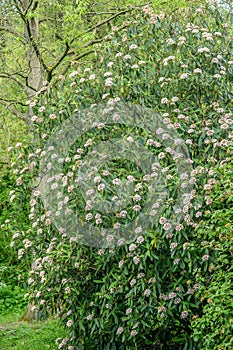 Leatherleaf Viburnum rhytidophyllum creamy-white flowering shrub